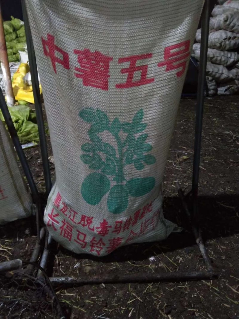 出售各种原一土豆种子