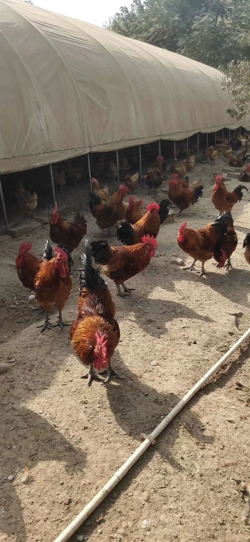 青脚鸡土鸡种蛋瑶鸡种蛋保障受精率破损补损
