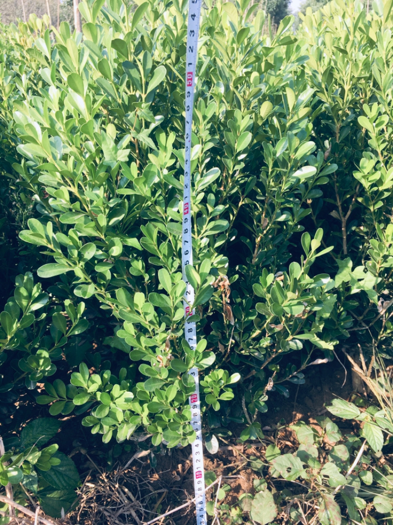 瓜子黄杨，豆瓣黄杨，小叶黄杨