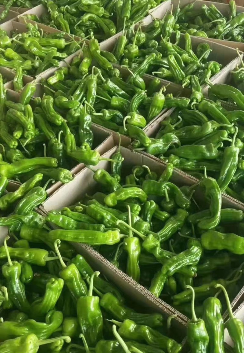 【推荐】薄皮辣椒基地直发品种齐全以质论价欢迎选购