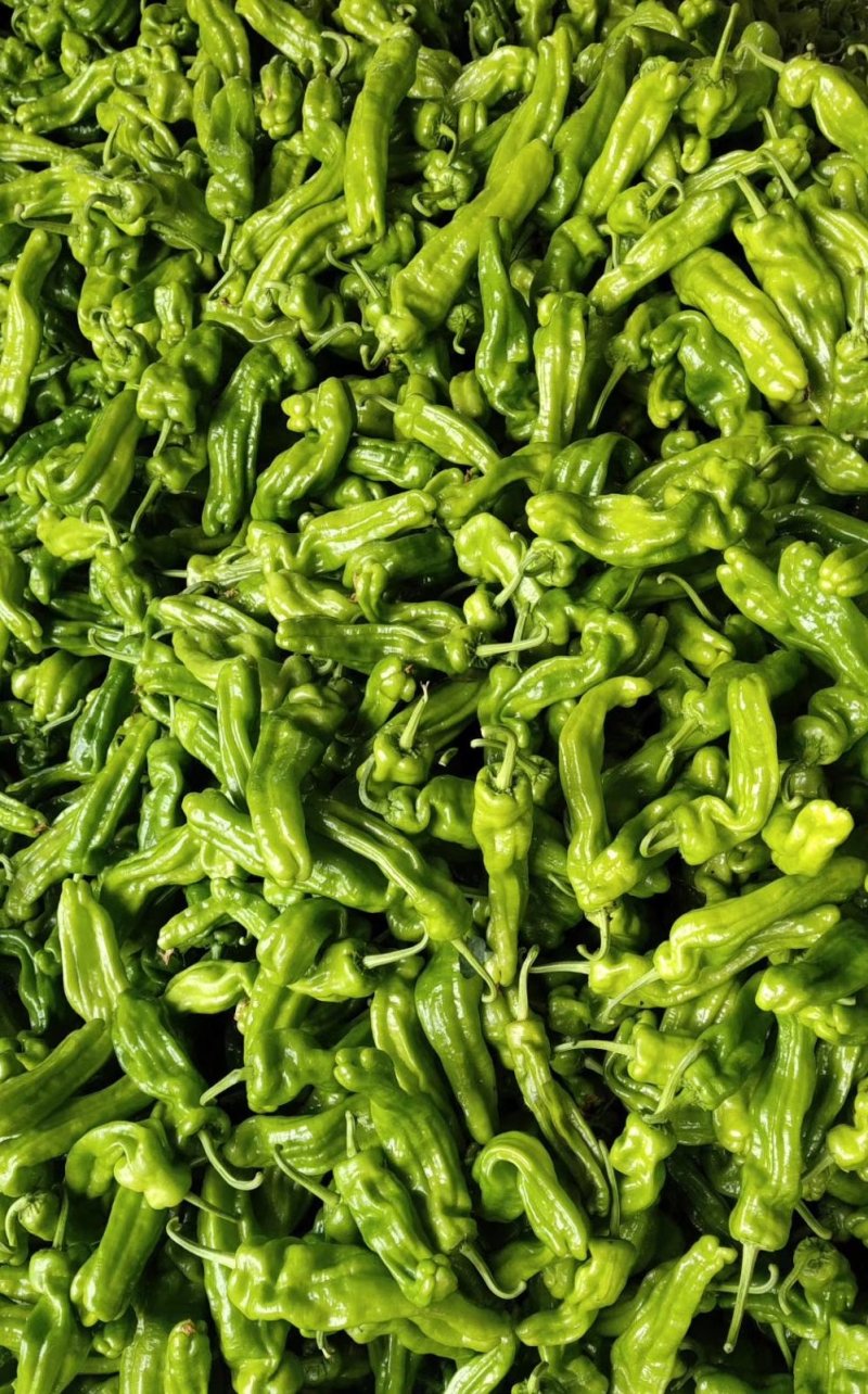 【推荐】薄皮辣椒基地直发品种齐全以质论价欢迎选购