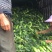 甜玉米