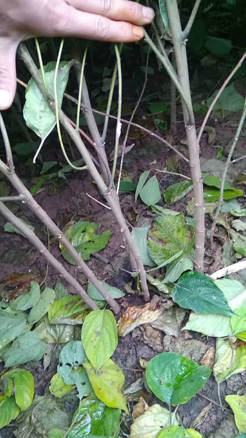 种植的优质拐枣苗热卖中