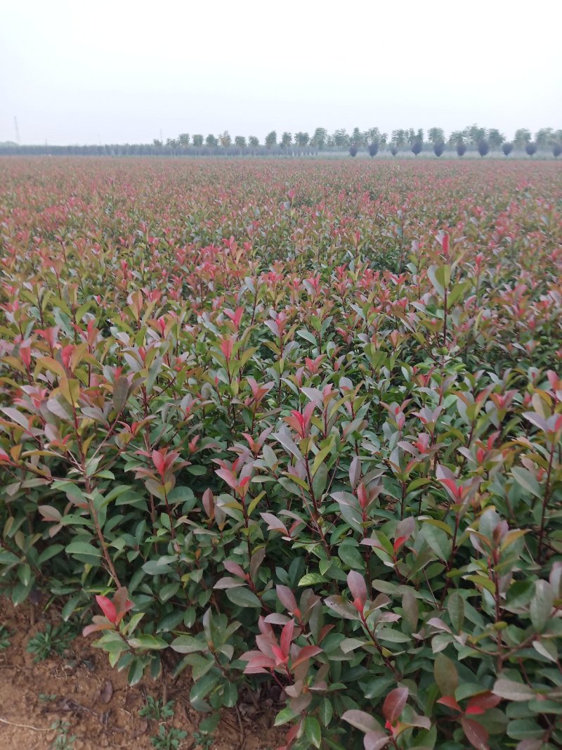 红叶石楠苗，面积大，部分是腾地处理