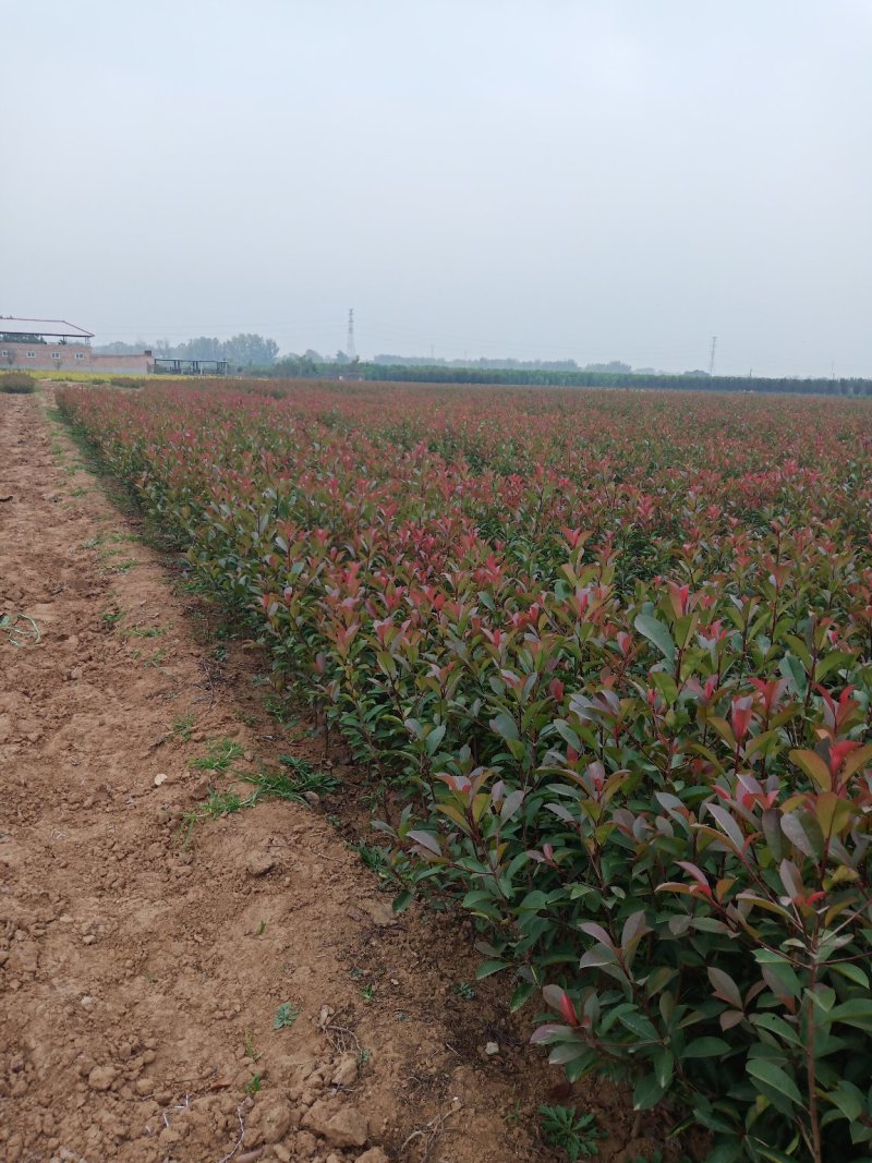 红叶石楠苗，面积大，部分是腾地处理