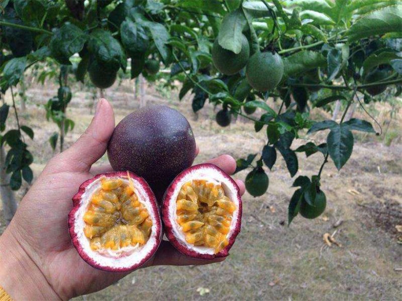 百香果