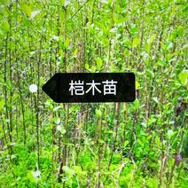 直销广元市昭化区桤木苗成活率高，生长快，树杆直