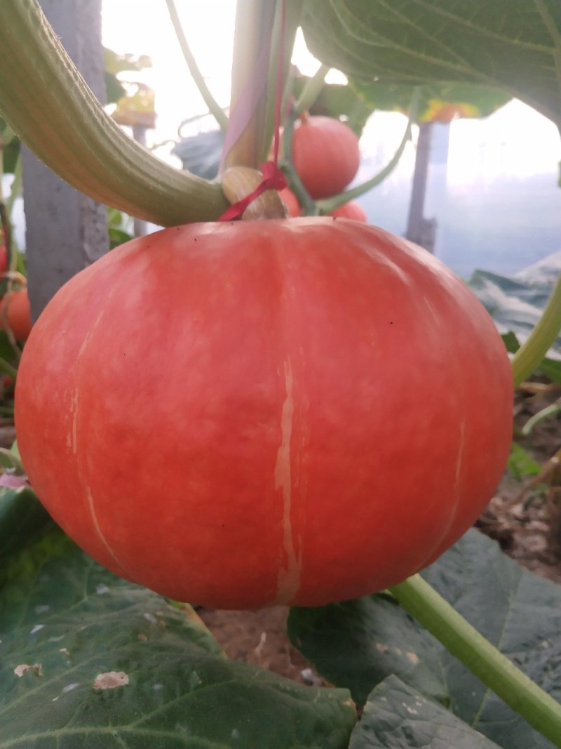 状元南瓜