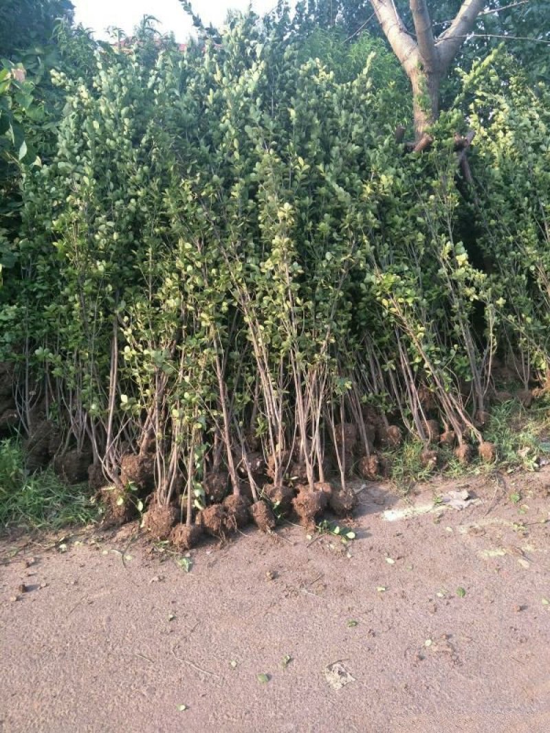常年批发供应北海道黄杨价格优惠，规格齐全，生长旺盛