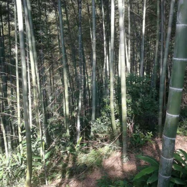 楠竹，毛竹