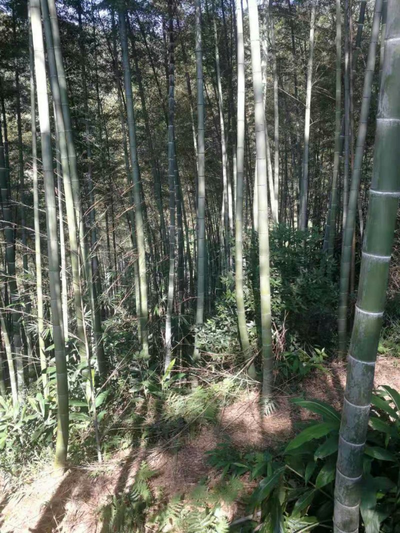 楠竹，毛竹