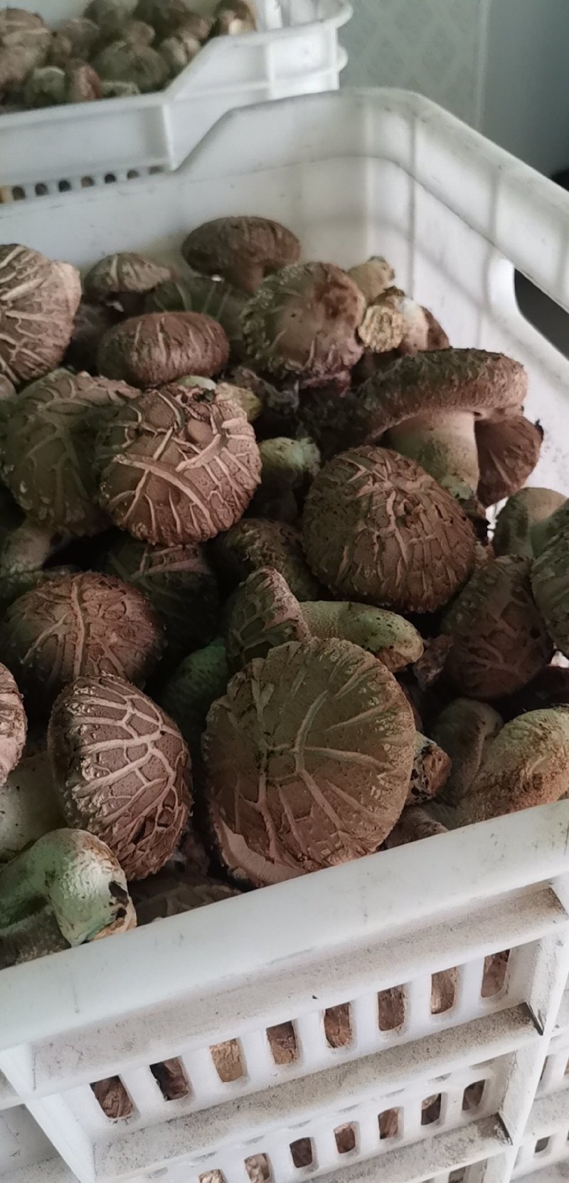 鲜香菇