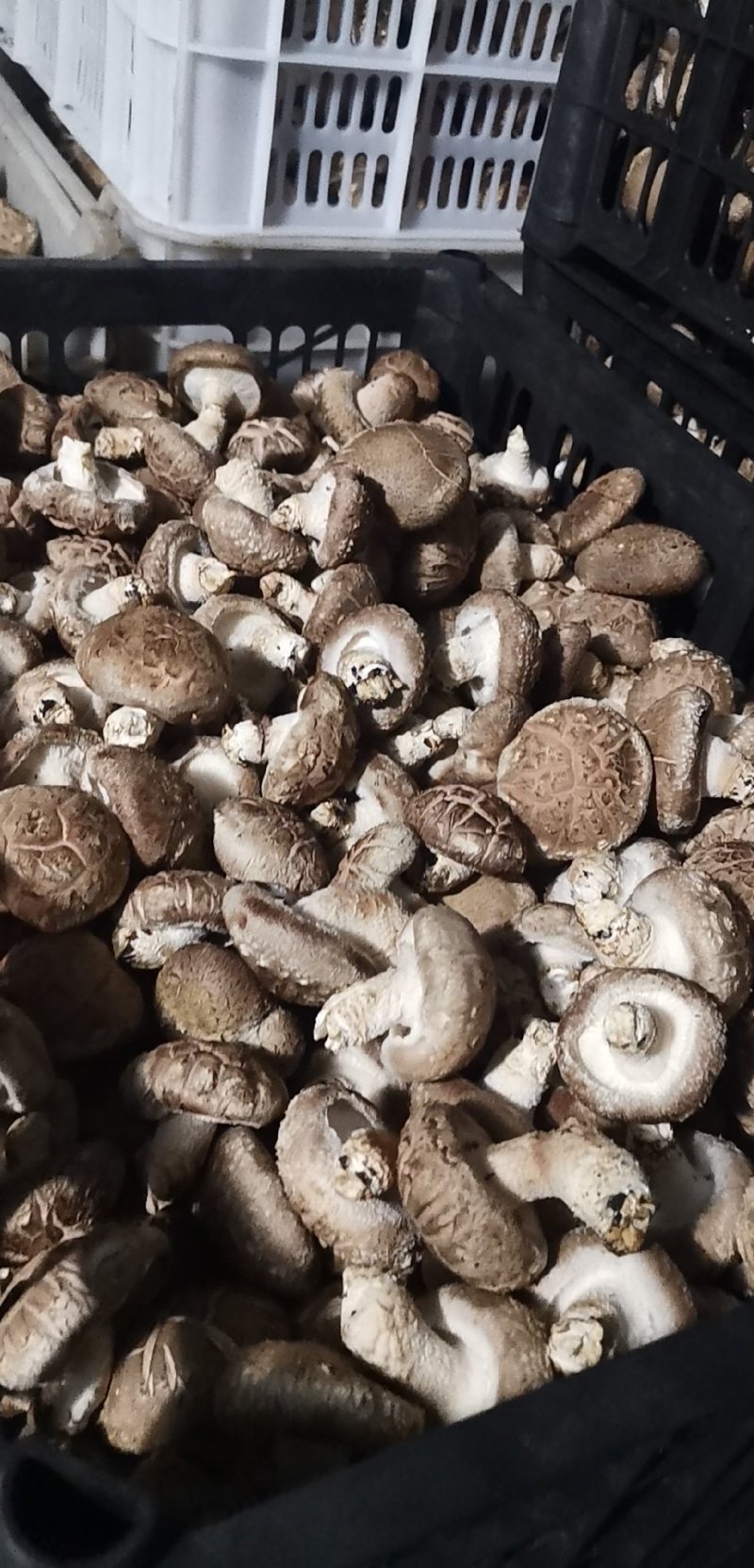 鲜香菇