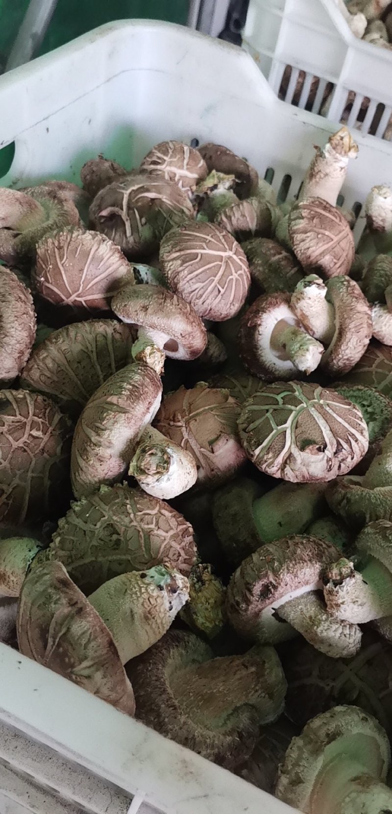 鲜香菇
