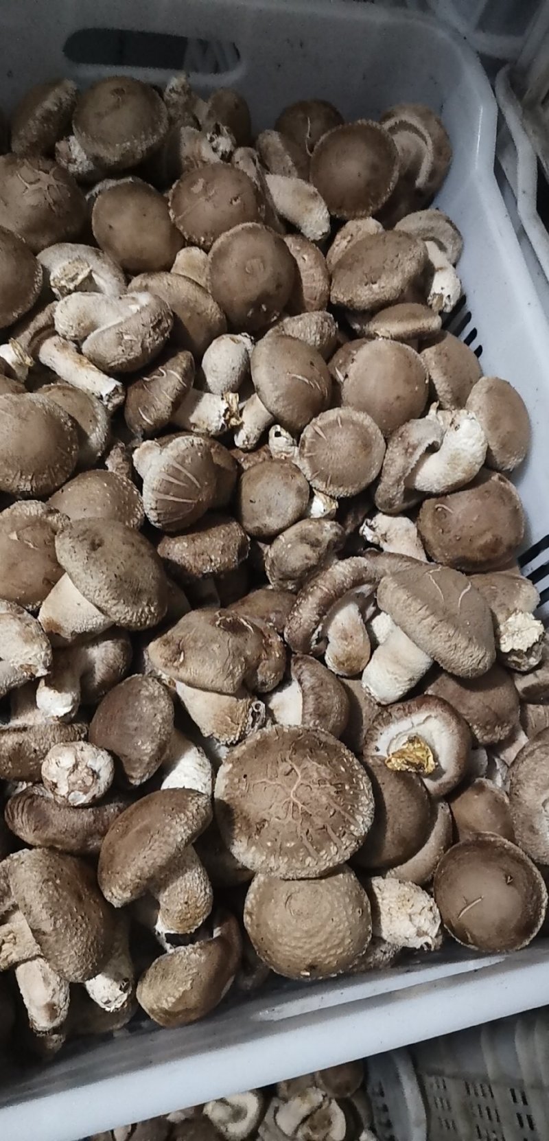 鲜香菇
