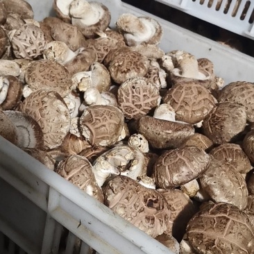 鲜香菇