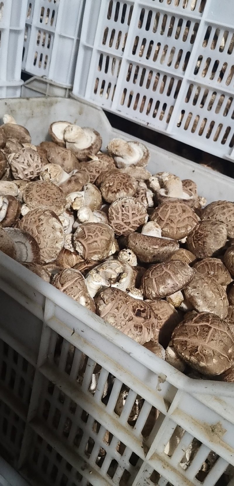 鲜香菇