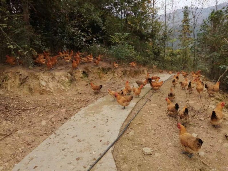 散养土鸡