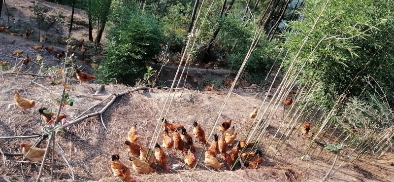 散养土鸡