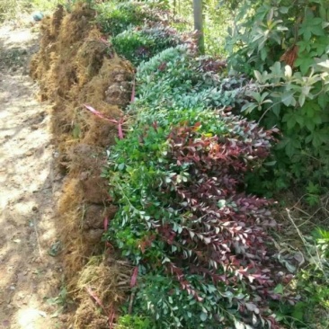 红叶小檗小苗紫叶小檗种植基地大量销售中价格低，质量优