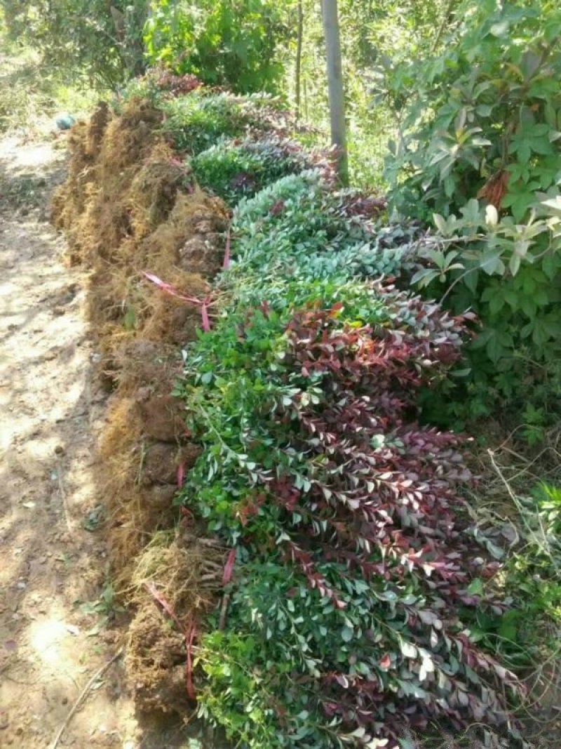 红叶小檗小苗紫叶小檗种植基地大量销售中价格低，质量优