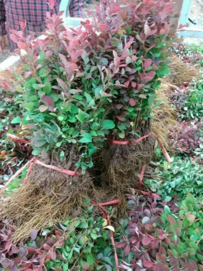 红叶小檗小苗紫叶小檗种植基地大量销售中价格低，质量优