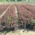 红叶小檗小苗紫叶小檗种植基地大量销售中价格低，质量优