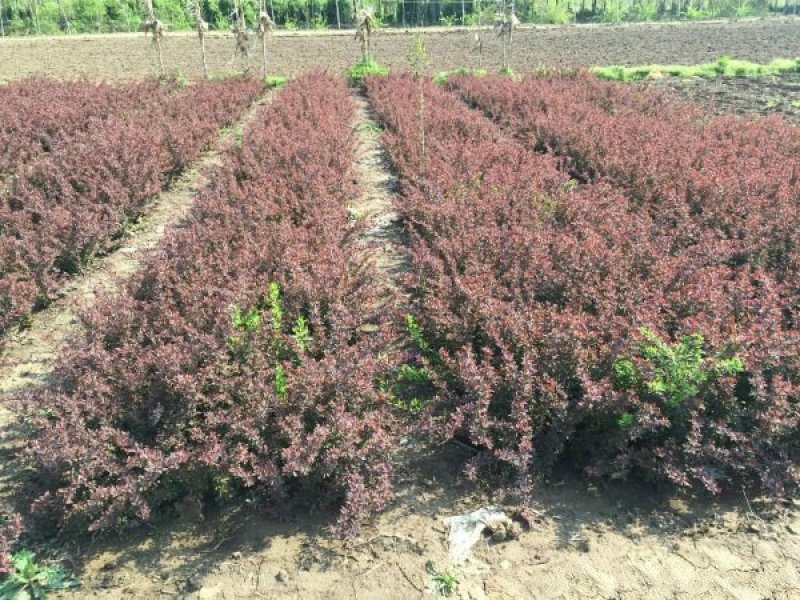 红叶小檗小苗紫叶小檗种植基地大量销售中价格低，质量优