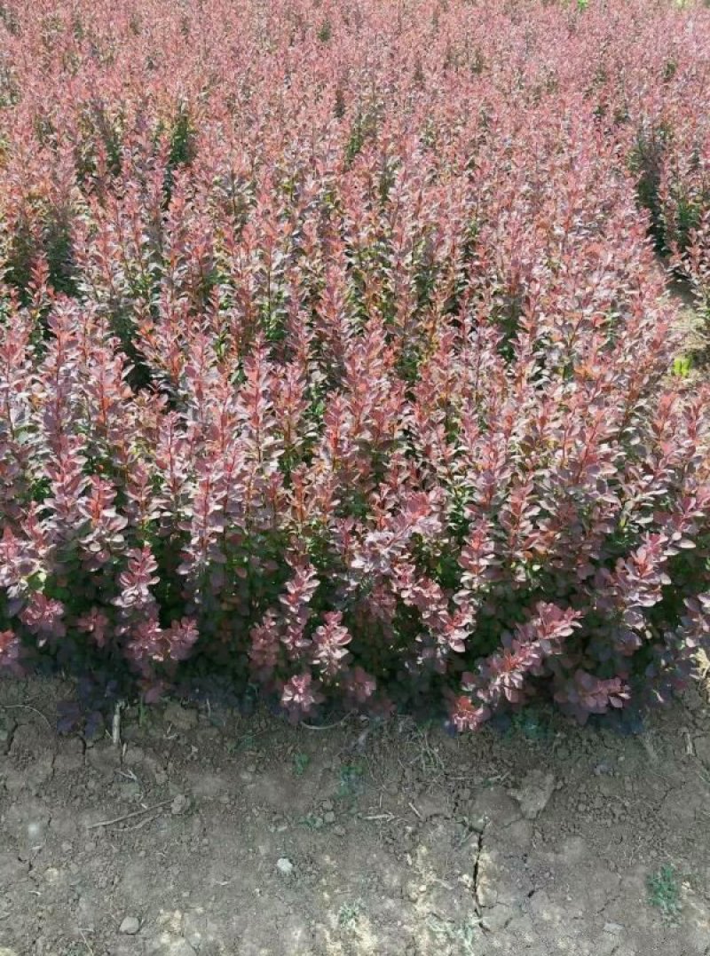 红叶小檗小苗紫叶小檗种植基地大量销售中价格低，质量优