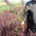 红叶小檗小苗紫叶小檗种植基地大量销售中价格低，质量优