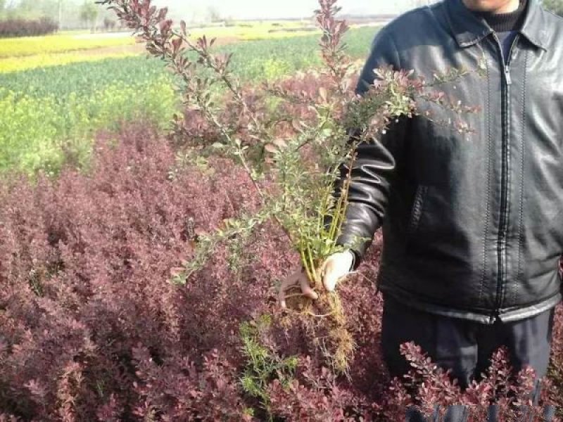 红叶小檗小苗紫叶小檗种植基地大量销售中价格低，质量优