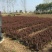 红叶小檗小苗紫叶小檗种植基地大量销售中价格低，质量优
