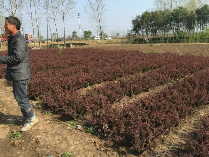红叶小檗小苗紫叶小檗种植基地大量销售中价格低，质量优