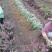 红叶小檗小苗紫叶小檗种植基地大量销售中价格低，质量优