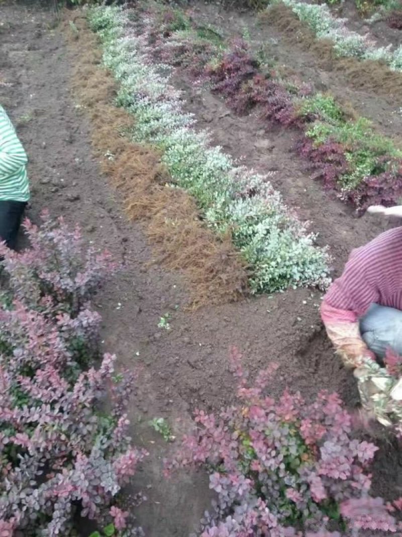 红叶小檗小苗紫叶小檗种植基地大量销售中价格低，质量优