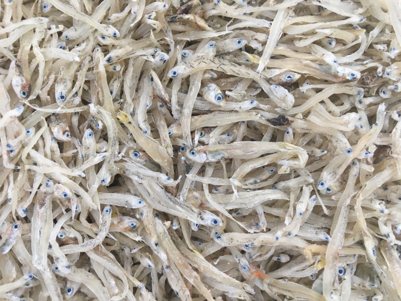 海银鱼