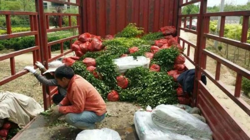 卫矛苗，卫矛球，规格齐全，常年批发供应，基地大量销售中