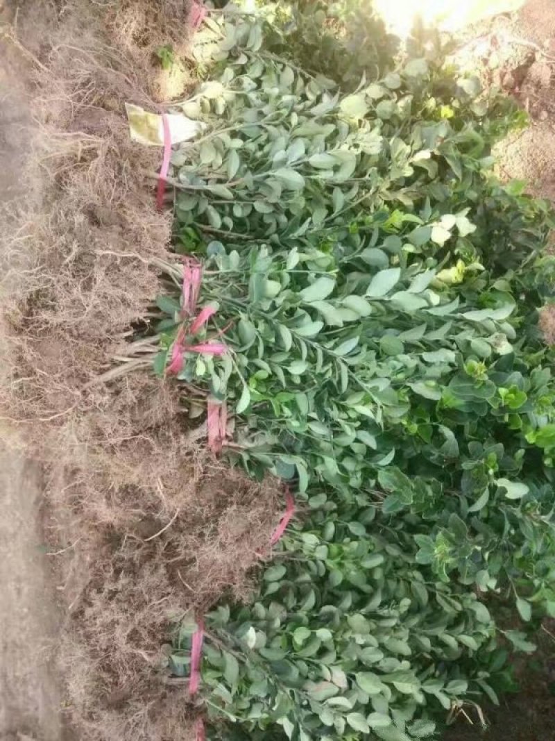卫矛苗，卫矛球，规格齐全，常年批发供应，基地大量销售中