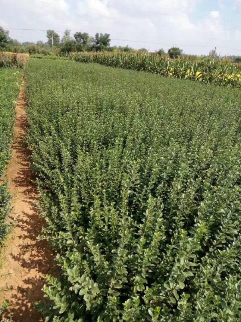 卫矛苗，卫矛球，规格齐全，常年批发供应，基地大量销售中
