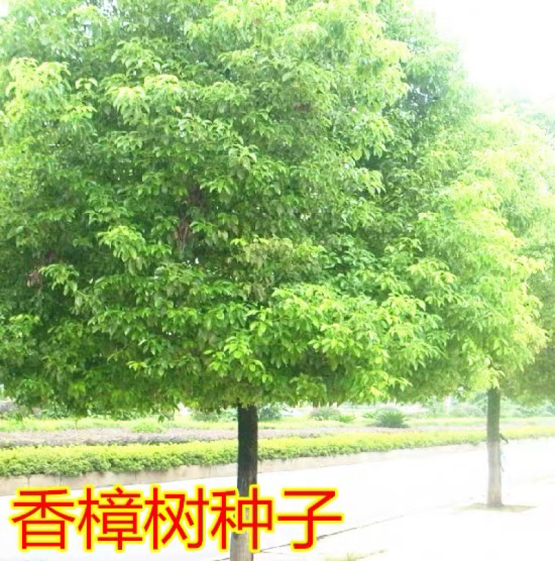 香樟树种子绿化苗木种子道路绿化