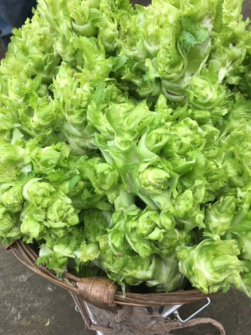 儿菜