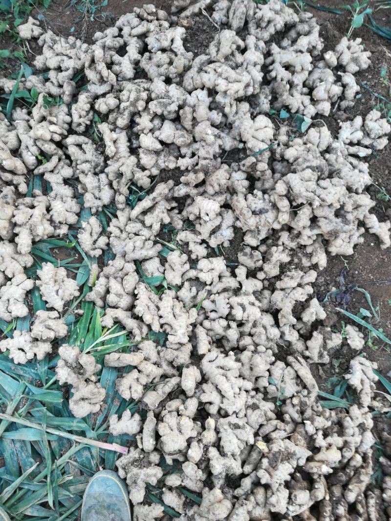 山东产地现挖小姜母大量上市，质优价廉，货源充足
