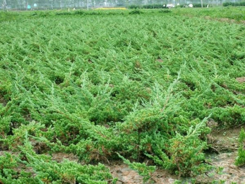 地柏小苗价格优惠，规格齐全，分枝多冠幅大，生长旺盛
