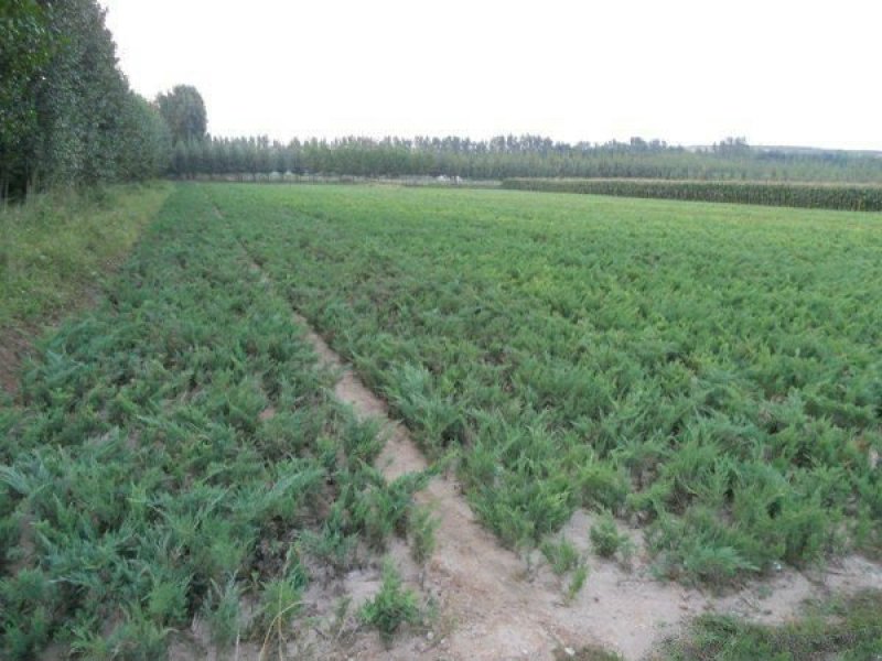 地柏小苗价格优惠，规格齐全，分枝多冠幅大，生长旺盛