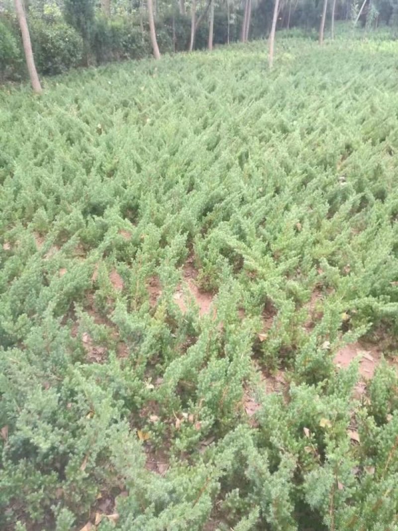 地柏小苗价格优惠，规格齐全，分枝多冠幅大，生长旺盛