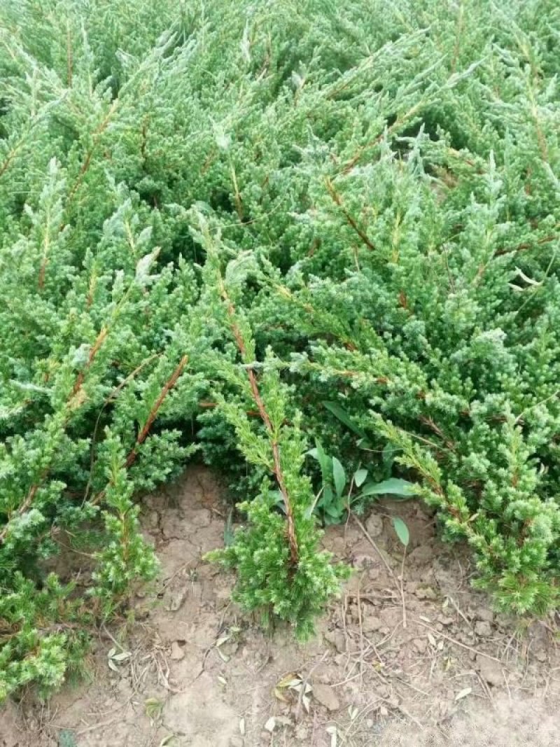 地柏小苗价格优惠，规格齐全，分枝多冠幅大，生长旺盛