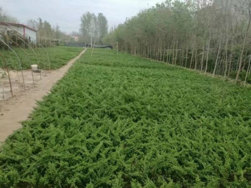 地柏小苗价格优惠，规格齐全，分枝多冠幅大，生长旺盛