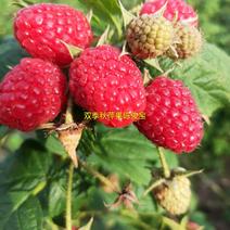 红树莓苗，树莓苗当年栽苗当年挂果产量高，双季红树莓苗树莓