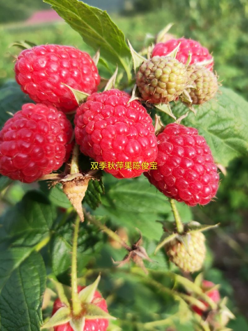 红树莓苗，树莓苗当年栽苗当年挂果产量高，双季红树莓苗树莓