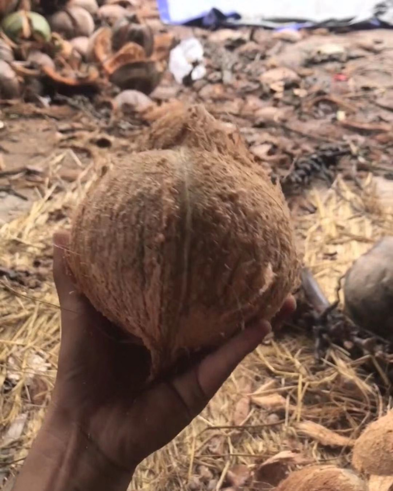 海南椰子6个装新鲜当季水果去皮椰青有椰宝可煲汤榨果汁